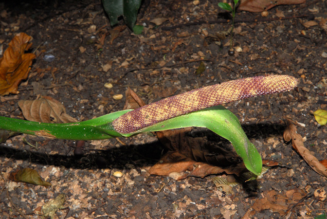 Anthurium trujilloi