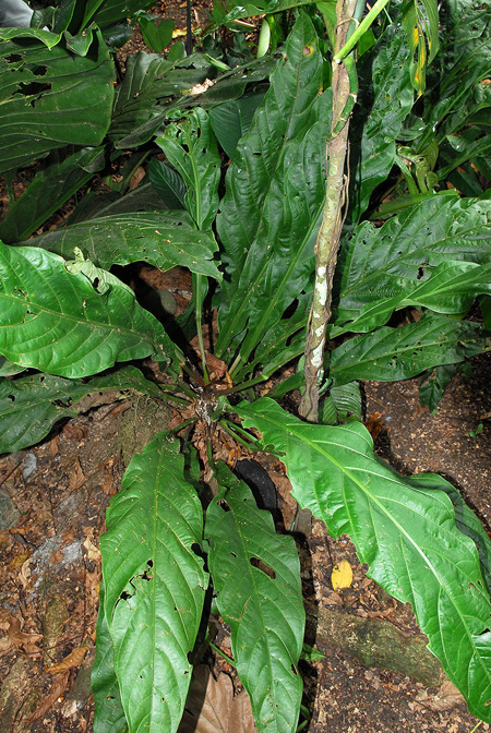 Anthurium trujilloi
