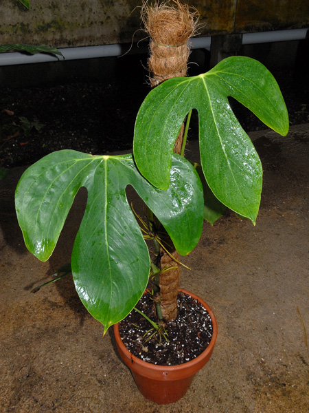 Anthurium truncicola