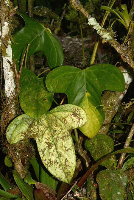Anthurium truncicola