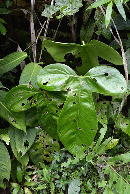 Anthurium truncicola