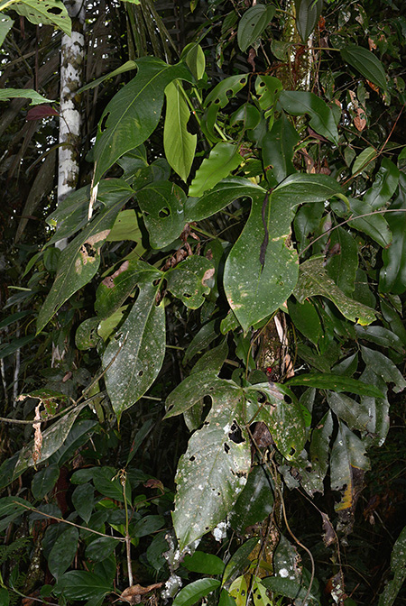 Anthurium truncicola