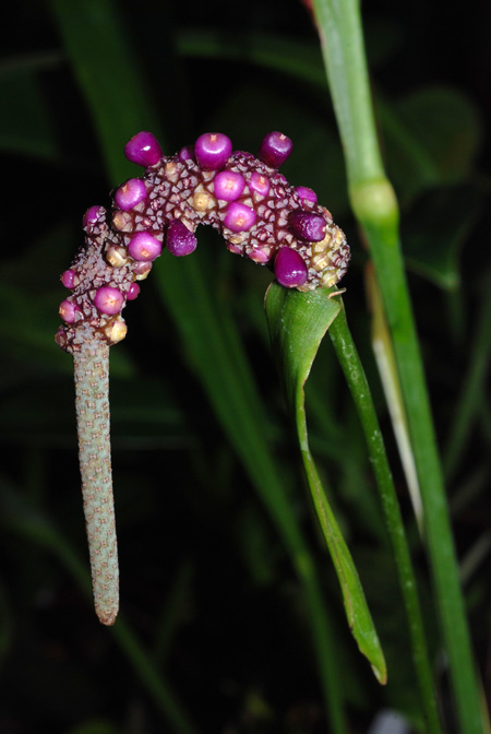 Anthurium uleanum