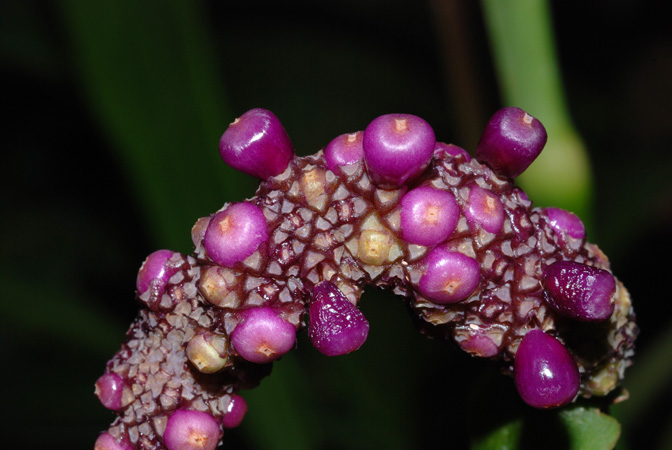 Anthurium uleanum