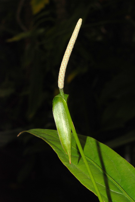 Anthurium uleanum