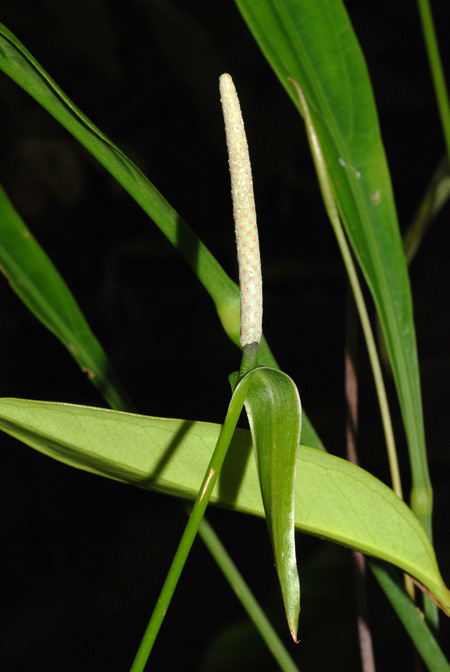 Anthurium uleanum