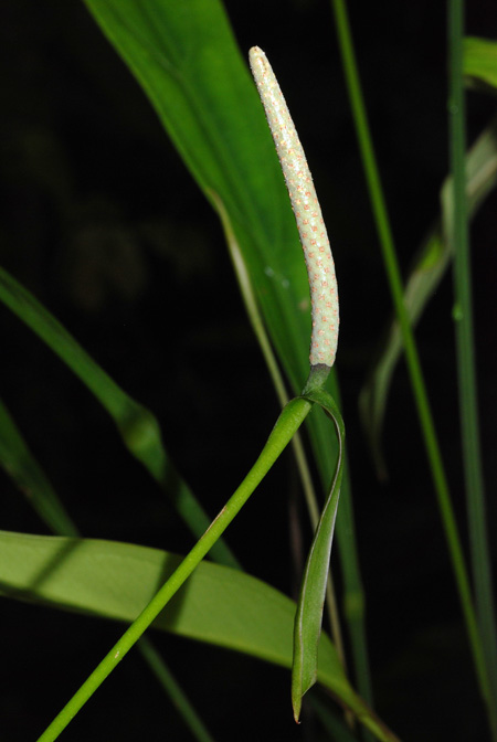 Anthurium uleanum