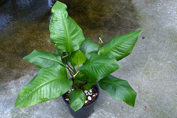 Anthurium umbricola
