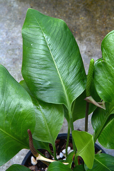 Anthurium umbricola