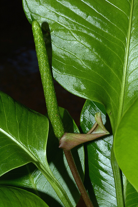 Anthurium umbricola