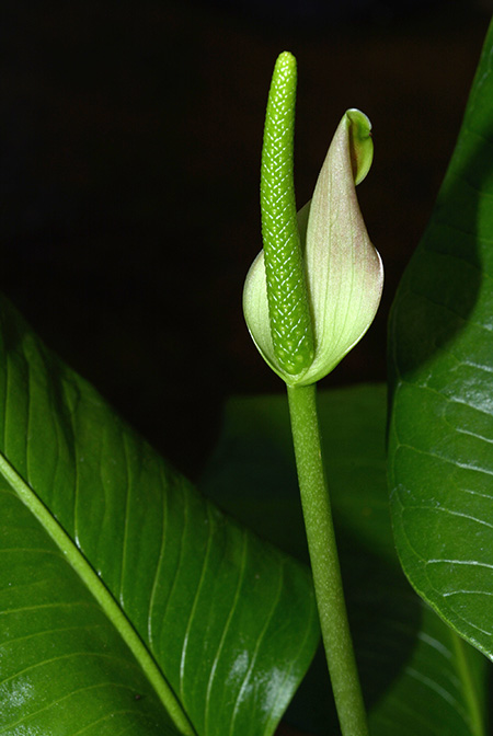 Anthurium umbricola