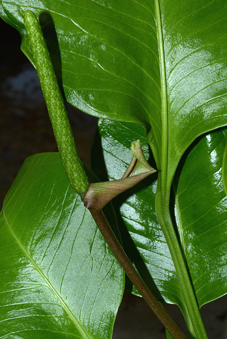 Anthurium umbricola