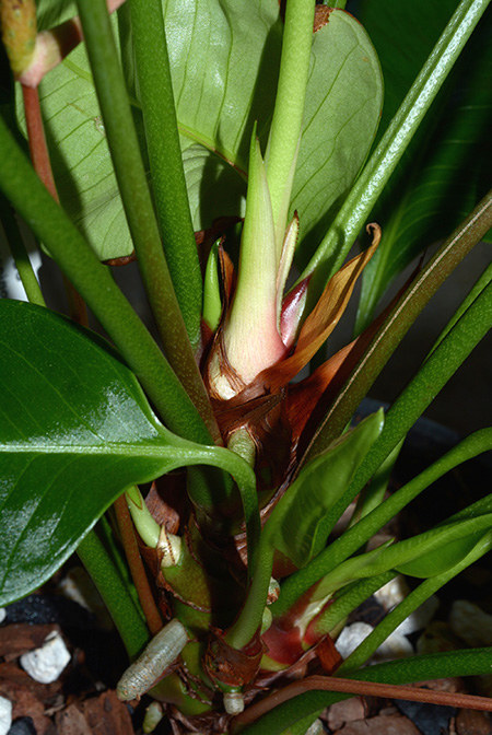 Anthurium umbricola
