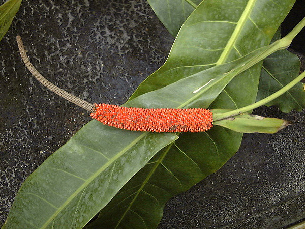 Anthurium upalaense