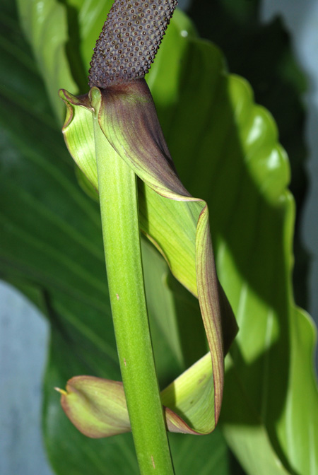 Anthurium upalaense