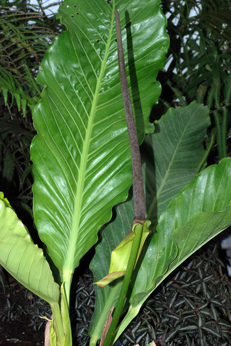 Anthurium upalaense