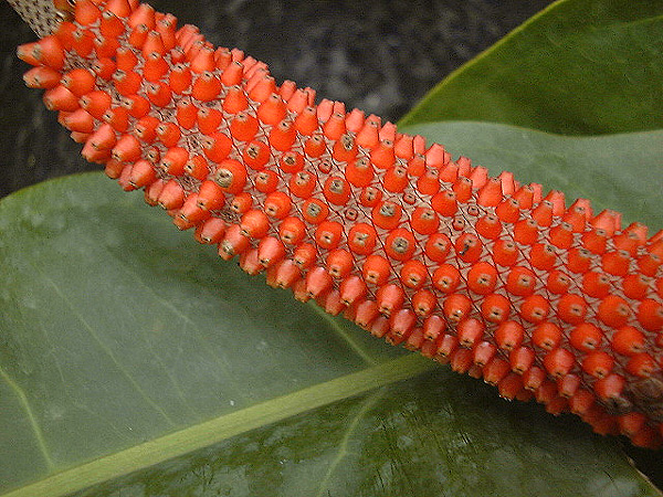 Anthurium upalaense