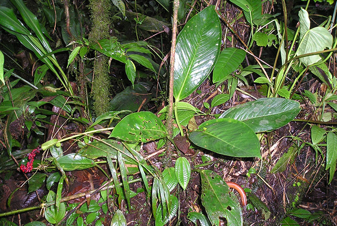 Anthurium vallense