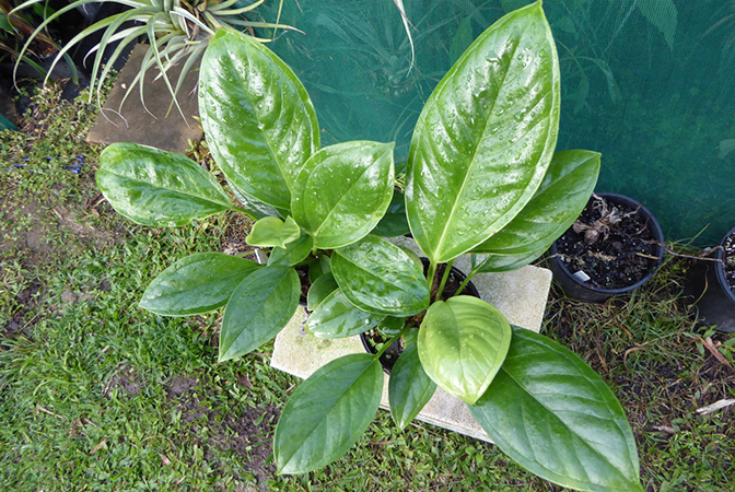 Anthurium vallense