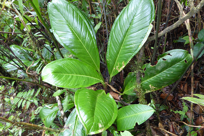 Anthurium vallense