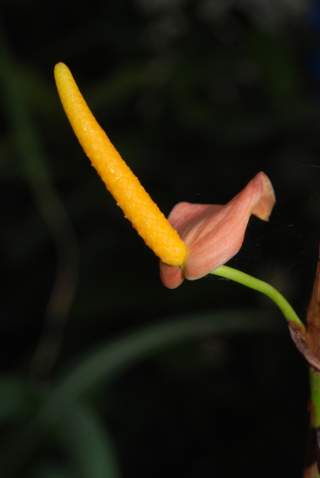 Anthurium vanderknaapii