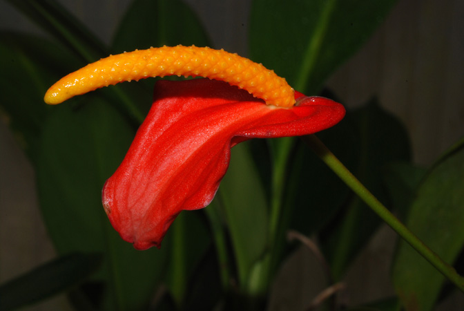 Anthurium vanderknaapii