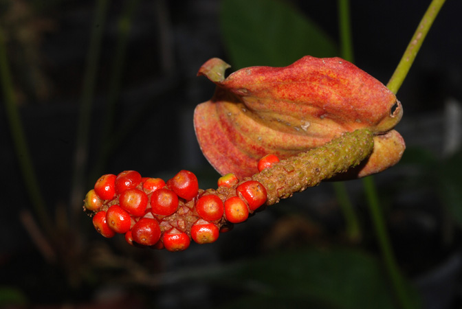 Anthurium vanderknaapii