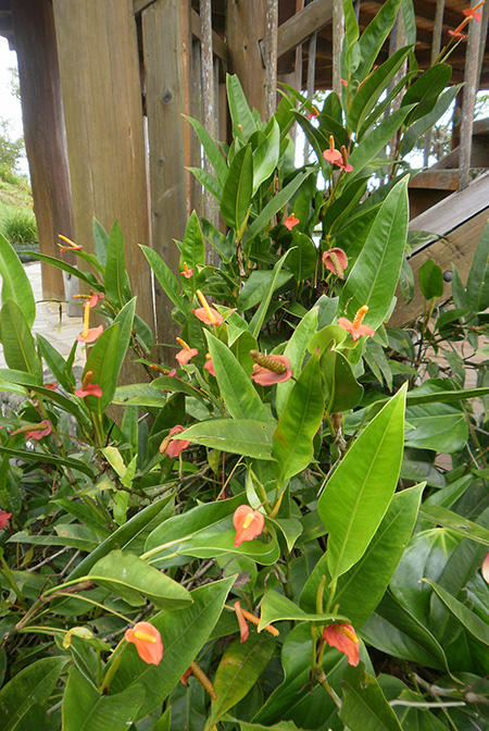 Anthurium vanderknaapii