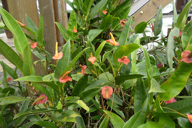 Anthurium vanderknaapii