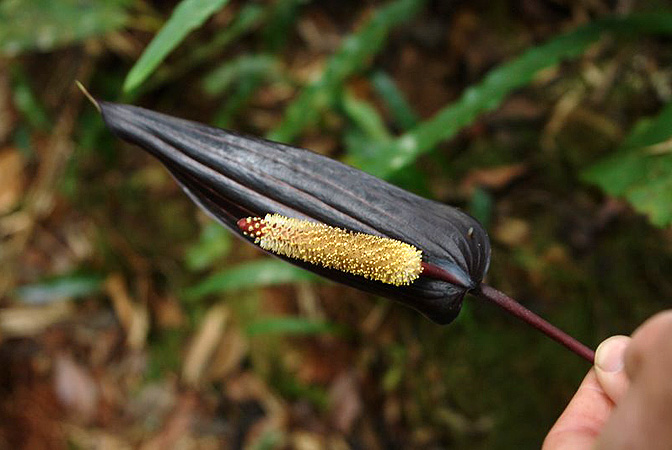 Anthurium variegatum