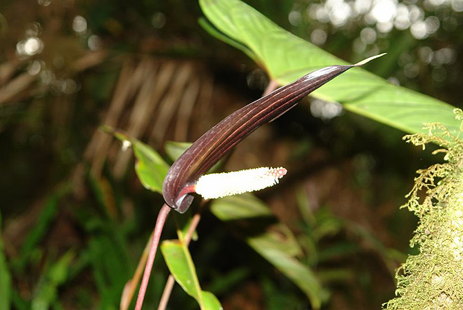 Anthurium variegatum