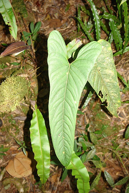 Anthurium variegatum