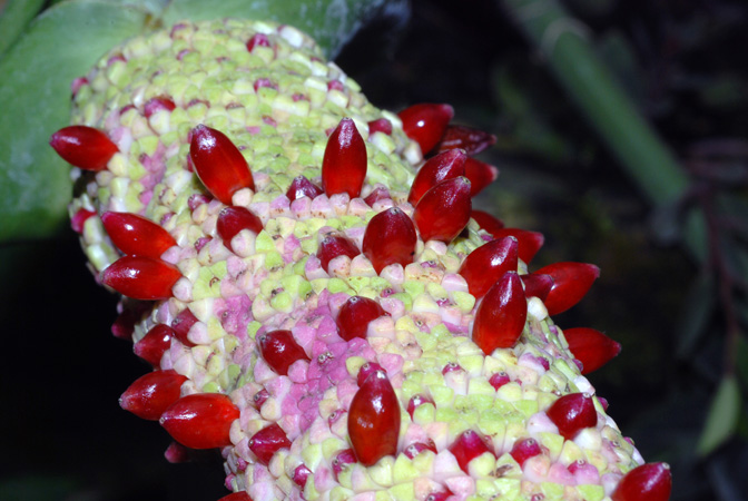 Anthurium veitchii
