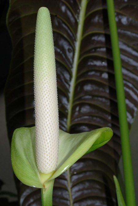 Anthurium veitchii