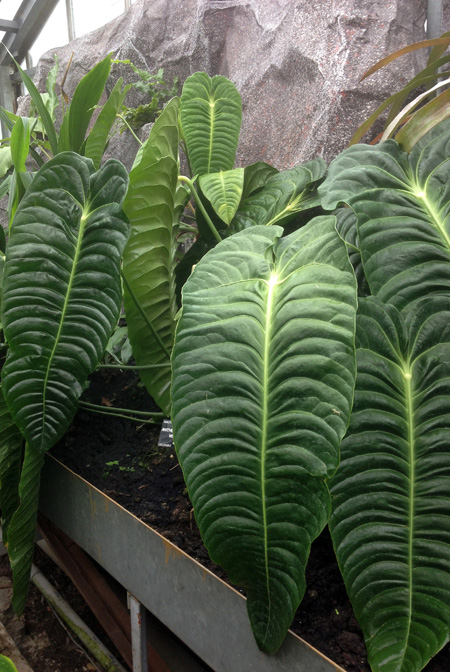 Anthurium veitchii