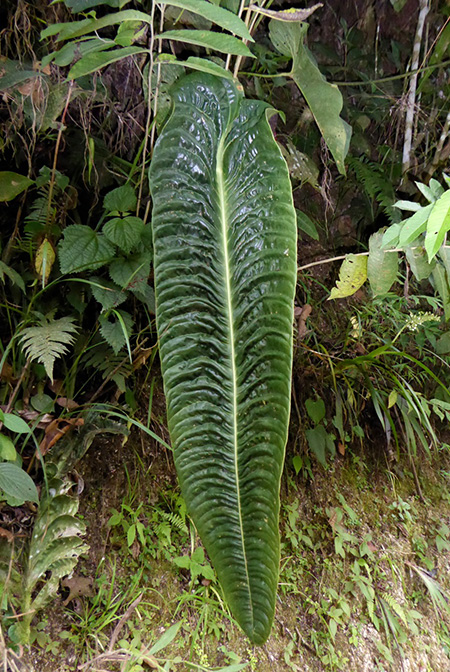 Anthurium veitchii