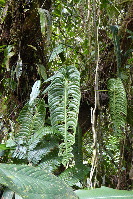 Anthurium veitchii