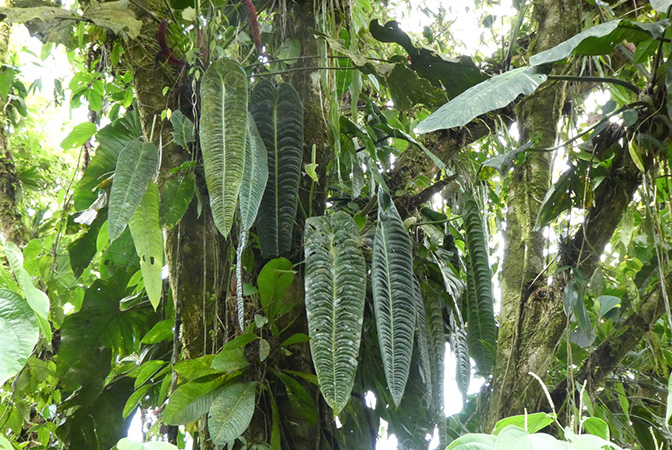 Anthurium veitchii