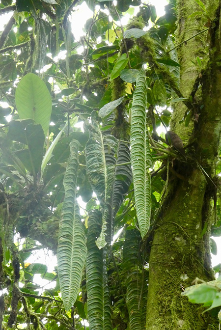 Anthurium veitchii