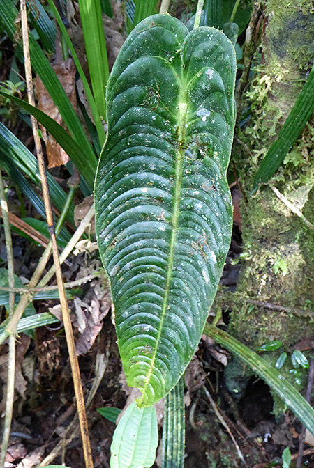 Anthurium veitchii