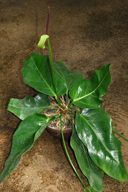 Anthurium venosum
