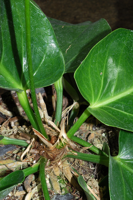 Anthurium venosum