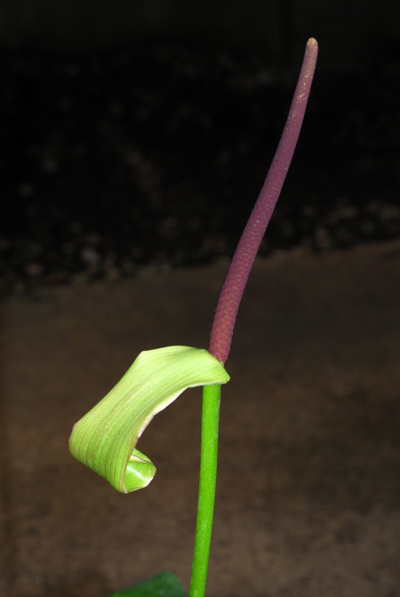 Anthurium venosum