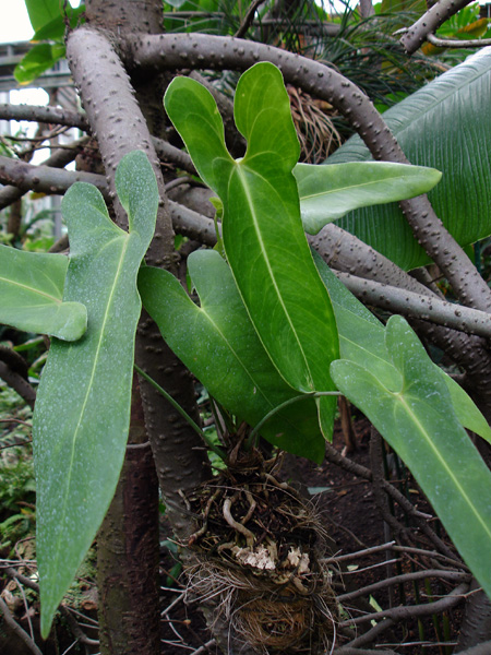 Anthurium verapazense