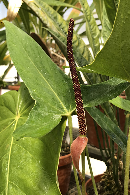 Anthurium verapazense