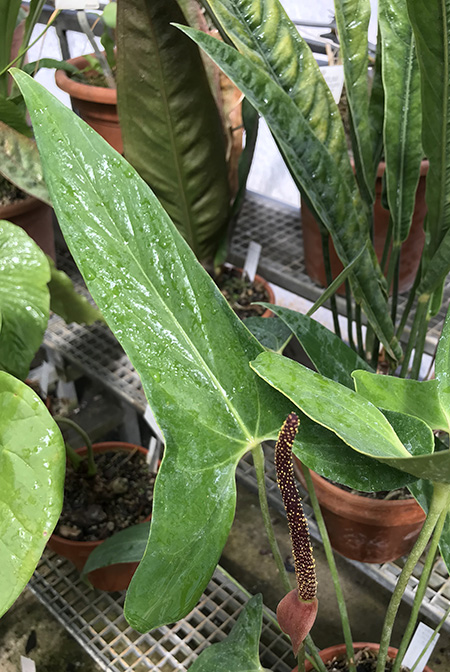 Anthurium verapazense