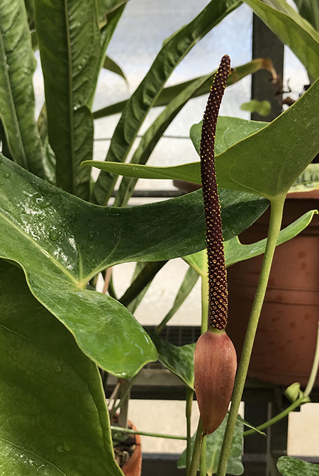 Anthurium verapazense