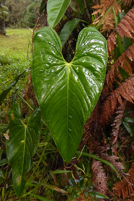 Anthurium versicolor