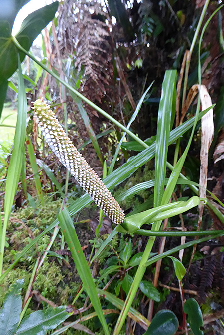 Anthurium versicolor