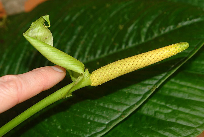 Anthurium versicolor